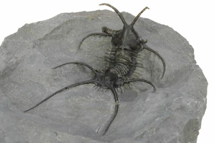 Spiny Ceratarges Trilobite - Zireg, Morocco #242120